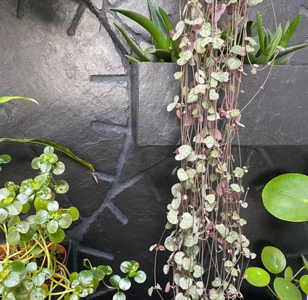 Decorative wall frescoes - natural slate wall, inlaid planters, 250/60/3 cm - ARDOISE DESIGN