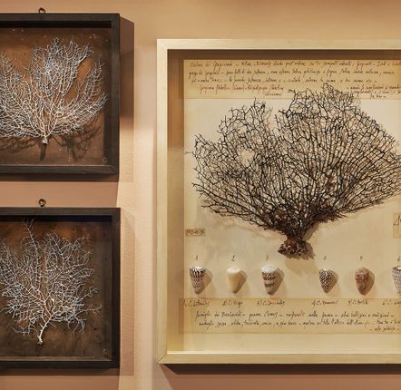 Decorative objects - The Room of Wonders - OFFICINA NATURALIS