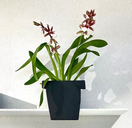 Window boxes - Ombre Chinoise No. 3, natural slate planter to put on. - ARDOISE DESIGN