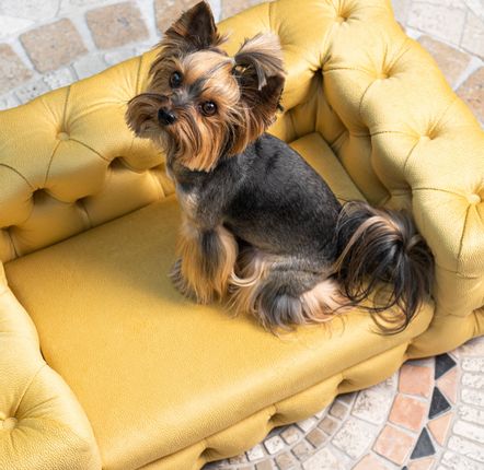 Petits canapés - GLAMOUR Canapé élégant pour chien - PET EMPIRE