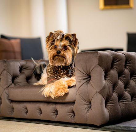 Petits canapés - Canapé haut de gamme pour chien, GLAMOUR - PET EMPIRE