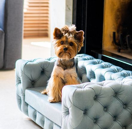 Chaises - Canapé de luxe pour chien GLAMOUR - PET EMPIRE