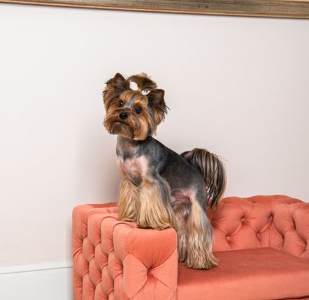 Accessoires animaux - Canapé élégant pour chien GLAMOUR - PET EMPIRE