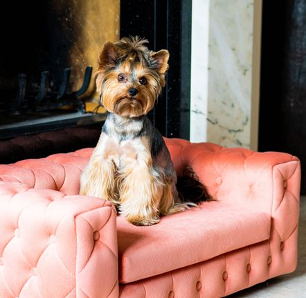 Accessoires animaux - ROYAL Meubles pour animaux de compagnie - PET EMPIRE