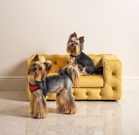Petits canapés - GLAMOUR Canapé élégant pour chien - PET EMPIRE