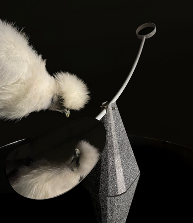  - Le Miroir bascule pour poule