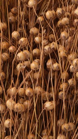  - IN-LINOLEUM-MATERIALE-LINSEED-PLANT