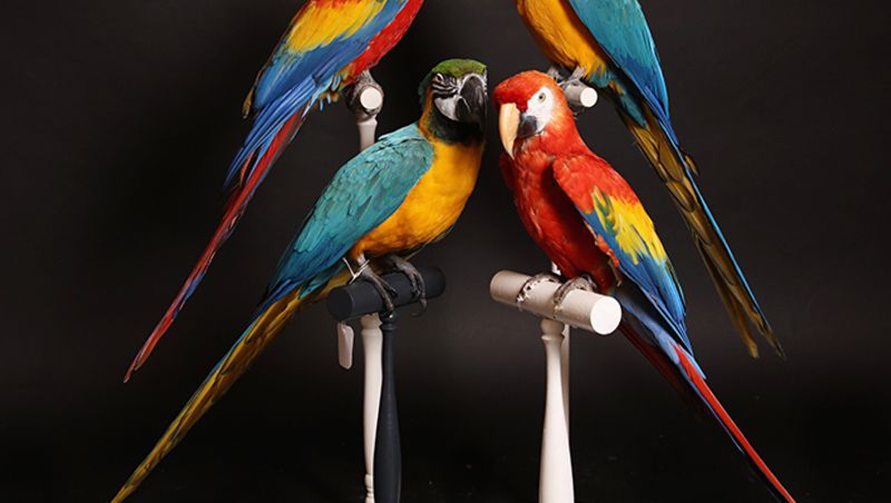 DESIGN & NATURE - Birds