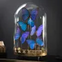 Objets de décoration - Notre collection d'insectes. - OBJET DE CURIOSITÉ