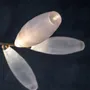Hanging lights - Gem - GIOPATO & COOMBES
