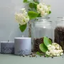 Bougies - Bougie au parfum de patchouli - TL CANDLES