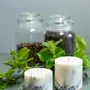 Candles - Candle with Juniper Scent - TL CANDLES
