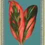 Affiches - Illustration Dragonier - PARADISIO IMAGINARIUM