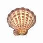 Senteurs - Porte encens coquille St Jacques Patte de Lion 12-16cm - ARABESK