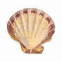 Senteurs - Porte encens coquille St Jacques Patte de Lion 12-16cm - ARABESK