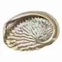 Scents - Australian abalone shell 15-17cm - ARABESK
