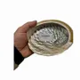 Scents - Australian abalone shell 15-17cm - ARABESK