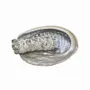 Senteurs - Coquille d'ormeau d'Australie 13-15cm - ARABESK