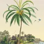 Poster - Coconut Tree Illustration - PARADISIO IMAGINARIUM