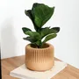 Floral decoration - INDOOR PLANTER - MARENA SUSTAINABLE DESIGN - MENDELEK STUDIO