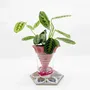 Vases - Pot en argile -NOMADE ROSE- design - auto-irrigant 3D - COMMON PLACE