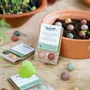 Gifts - Give-Away with 2 Blossombs Seed Bombs - BLOSSOMBS