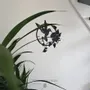 Tableaux - Tableau - Colibri Fleuri - POMME DES BOIS
