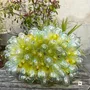 Design objects - Cluster glass drop lamp - LA MAISON DAR DAR