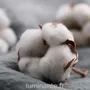 Candles - Candle that becomes a Fleur de Coton plant - LUMINANTE