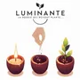 Candles - Candle that becomes a Pomme d'Amour plant - LUMINANTE