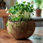 Candles - Candle that becomes a Pomme d'Amour plant - LUMINANTE
