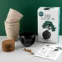 Decorative objects - Parasol Pine Bonsai Kit - RADIS ET CAPUCINE