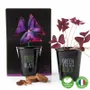 Garden accessories - Collection Pots black with seeds to sow - RADIS ET CAPUCINE