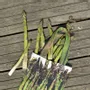 Sacs et cabas - Sac de course - Sac à Oignons - Sac à Asperges - MARON BOUILLIE