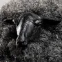 Sculptures, statuettes and miniatures - The steel sheep by Emmanuel Fleury - GALERIE SEBBAN