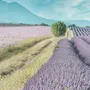 Fragrance for women & men - Eau de parfum - Arcadie Florale - PROVENCE - POÉCILE