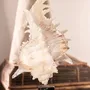Decorative objects - Calypso Collection - ATELIERS C&S DAVOY