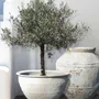 Flower pots - Pottery - ATELIERS C&S DAVOY