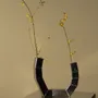 Vases - "Huǒ" - IRONY ELEMENTS