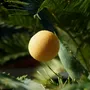 Cosmétiques - EPONGE DE KONJAC BIOLOGIQUE ENRICHIE AU CURCUMA - EN BOÎTE - KARAWAN AUTHENTIC