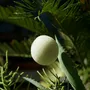 Cosmétiques - EPONGE KONJAC BIOLOGIQUE ENRICHIE À L'ALOE VERA - EN BOITE - KARAWAN AUTHENTIC