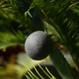 Cosmétiques - EPONGE DE KONJAC BIOLOGIQUE - AU CHARBON DE BAMBOU - EN BOÎTE - KARAWAN AUTHENTIC