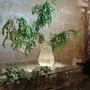 Vases - COUREAU - Souffle marin - CENSIS RUBLISS