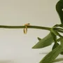 Jewelry - GOLDEN RING VOL - JOIDART