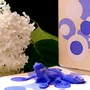 Objets de décoration - Bougie Caméléon - PONPON CURIOSITAS