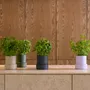 Spices - BILLUND self-watering pots - CRUSHGRIND® DENMARK