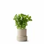 Spices - BILLUND self-watering pots - CRUSHGRIND® DENMARK