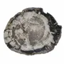 Platter and bowls - Petrified Wood Plates - XYLEIA PETRIFIED WOOD