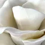 Ceramic - Large porcelain rose - FLEURIR L AVENIR