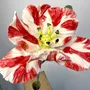 Ceramic - Parrot Tulip - FLEURIR L AVENIR